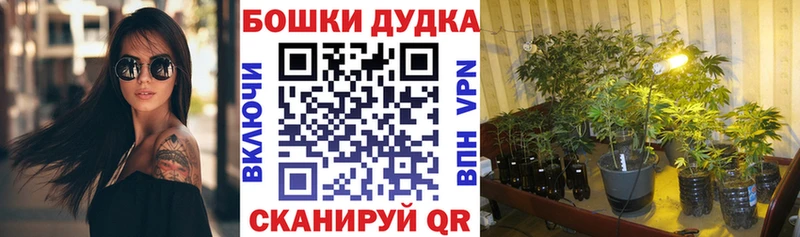 купить закладку ОМГ ОМГ как зайти Бошки Шишки план Новошахтинск